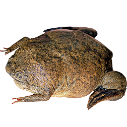 Pipa Pipa Frog